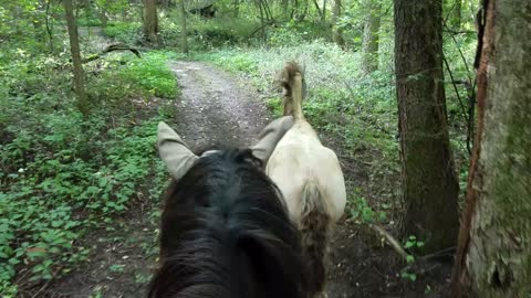 Trail ride with happy and curious foal
