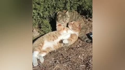Best animals funny video. Cats Funny video. Dogs funny video.#animalsfunnyvideo