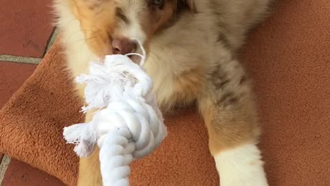 Worlds cutest puppy plays tug o war the very first time