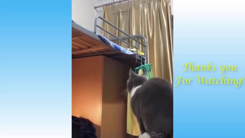 Hilarious silly cats compilation #TryNotToLaugh