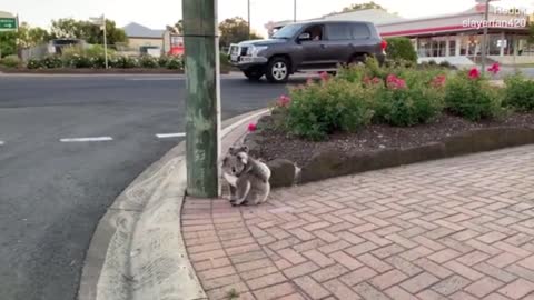 Koala and baby walking down a suburban street