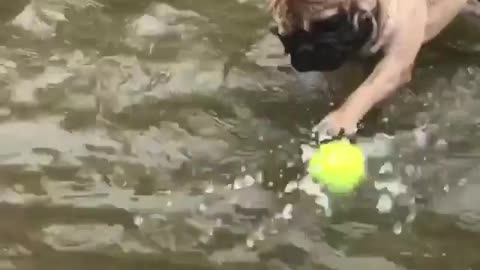 French Bulldog can't grab floating tennis ball