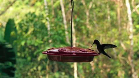 humming bird friendly nature l humming bird videos