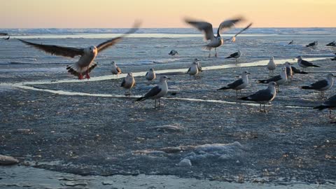 Birds foraging on the coast - With great music