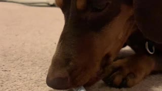 Mini Dachshund Versus a Pen