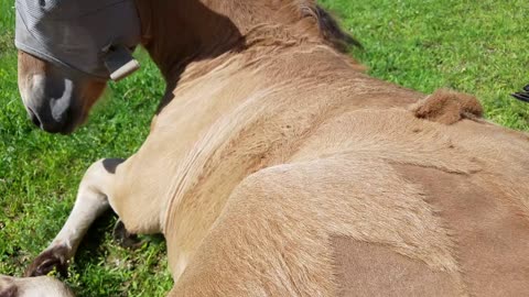 Very laid back foal getting body clipped