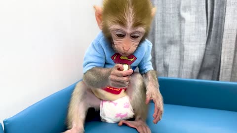 Baby Monkey Cooper cleans the house and plays with his friends