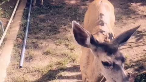 Feeding the deer