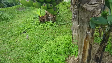 banana plants are starting to get green