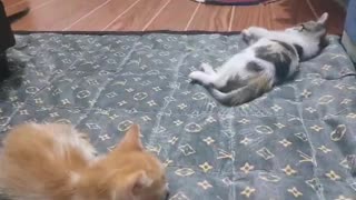 Our adorable pet kittens