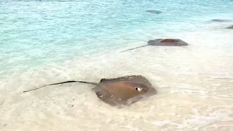 Stingray fish at sea shore.