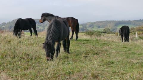 See how beautiful my beautiful horses are!
