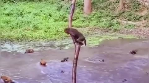 Monkey diving competition