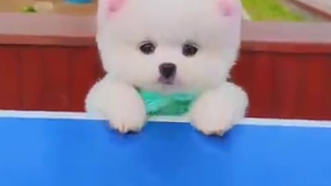 Funny and cute Doges Video