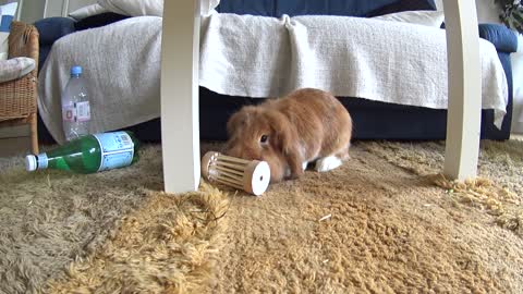 Cute bunny Pimousse playing with his favorite toy