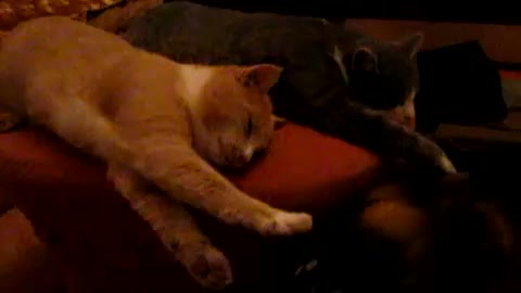 No Sleep, Kitty - Dog and Cat play together