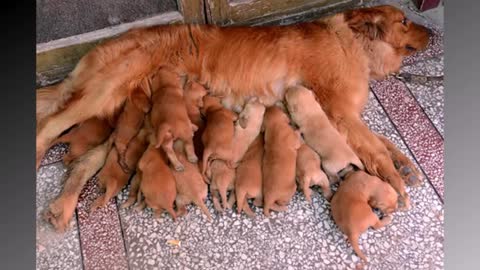 Dog Mommies That Have So Many Puppies