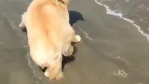 Cute dog running away from water-Funny pet video