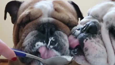 Two English Bulldogs Make A Mess Eating Yogurt