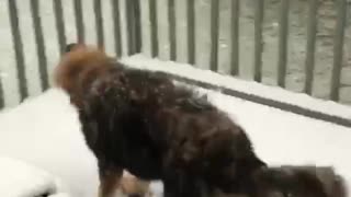 Sukie’s first snowfall