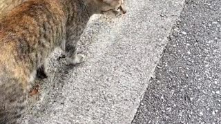 A Mouse Stuck In The Wall and Cat Wants to Catch It