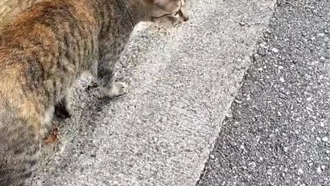 A Mouse Stuck In The Wall and Cat Wants to Catch It