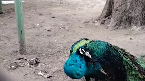 Peacock 🦚 Video By Kingdom Of Awais