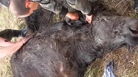 Watching the moose fight her way back up on all fours was an emotional rollercoaster