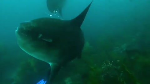 Scuba diver swims among one of the world's most bizarre fish