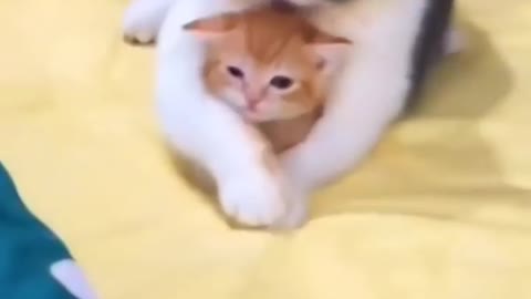 even animals hug