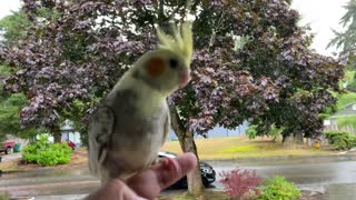 Cockatiel feels rain for the first time