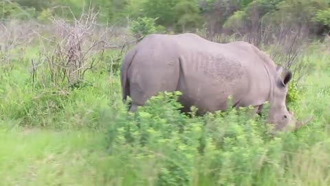 White Rhino with Huge Horns!