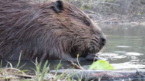 Close-Up Footage of Beavers Eating in a Pond