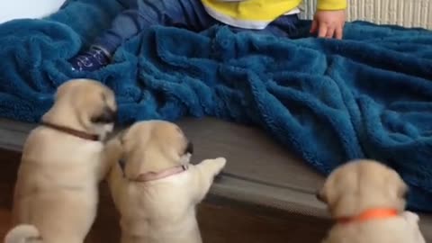 Pug puppies want to play with Louie.