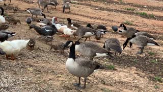 Ducks and geese getting fed.