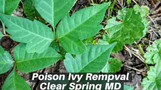 Poison Ivy Clear Spring MD Removal