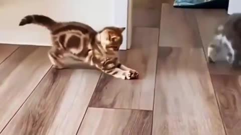 Ten out of ten for the way the cat drinks