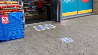 A bird is flying and walking on a footpath