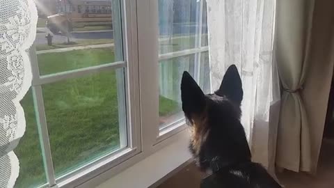 German Sheperd Whines when His Humans Go to School
