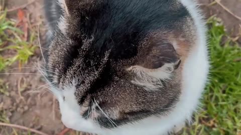 Lindo gatinho observando