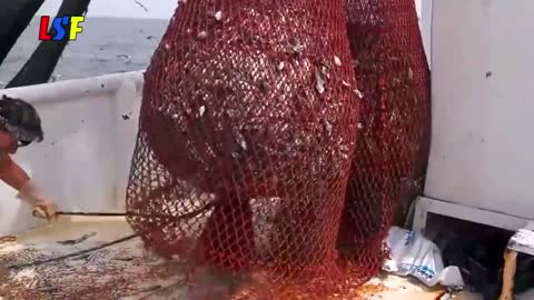 Great Long And Beautiful Videos Of Catching Big Fish From The Sea