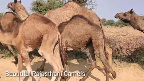 Rajasthani Beautiful camels //Beautiful rajasthani ship/camels