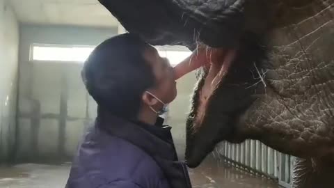 The owner feeds the cute elephant