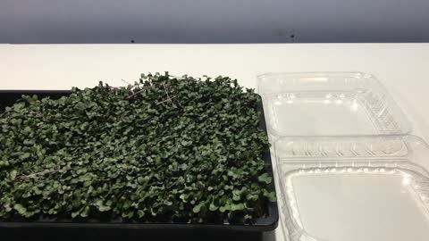 Microgreens Harvest