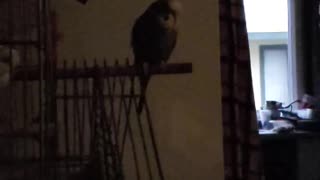 Slow motion parakeet