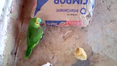 Fight between a chick and a parrot, watch until the end