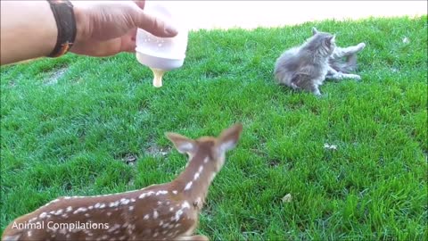 Baby Deer (Fawn) Jumping - CUTEST Compilation