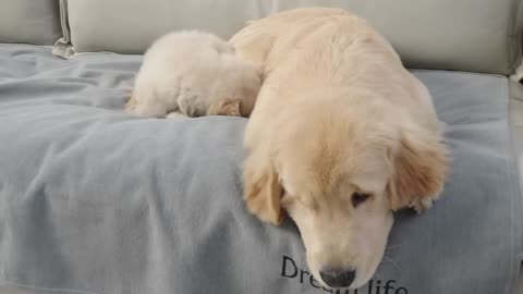 Golden Retriever is Too Tolerant of His Naughty Puppy Brother