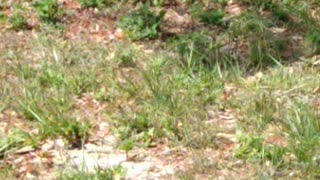 Grazing Florida Gopher Tortoise