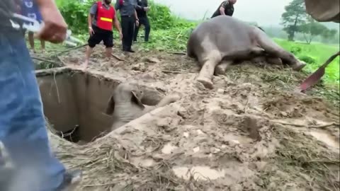 Hero vets save mother elephant's life with CPR and rescues baby from drain